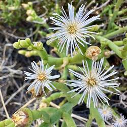 Manche Blüten sind nur wenige mm groß