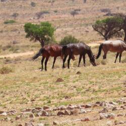 Da sind sie uns doch noch begegnet - eine Herde Wildpferde