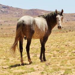 Er wacht über seine Herde