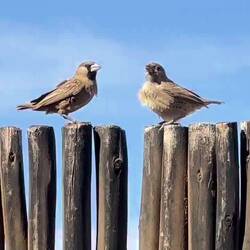 Andere füttern schon