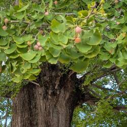 Huge old ginko with fruit
