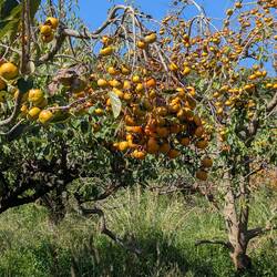 Persimmon trees are everywhere and very prolific