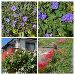 Unfamiliar flowers