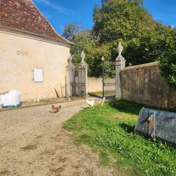 Roosters at the gate