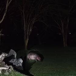 Hippos auf dem Rückweg vom Abendessen zu unserem Zimmer
