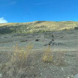 Wilde Schönheit: Pferde grasen friedlich in der weiten Landschaft.
