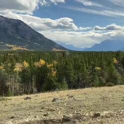 Dinosaurier? Nein, Wildpferde!