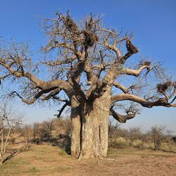 Baobab 🌳 der ist ca. 150 Jahre alt und hat ein Umfang von 10m