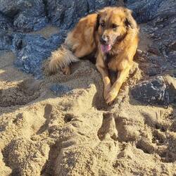 Kein Wasserhund