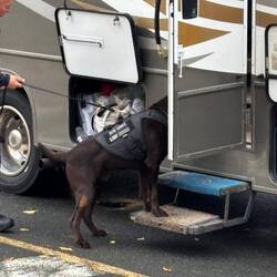 chocolate lab sniffer dog checked everything.