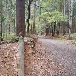 El bosque todo para mi...