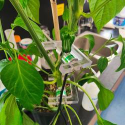 Psychrometer an Paprika