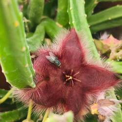 Aasblume hat eine Fliege zum bestäuben angelockt