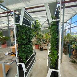 Erdbeeren in vertikal System