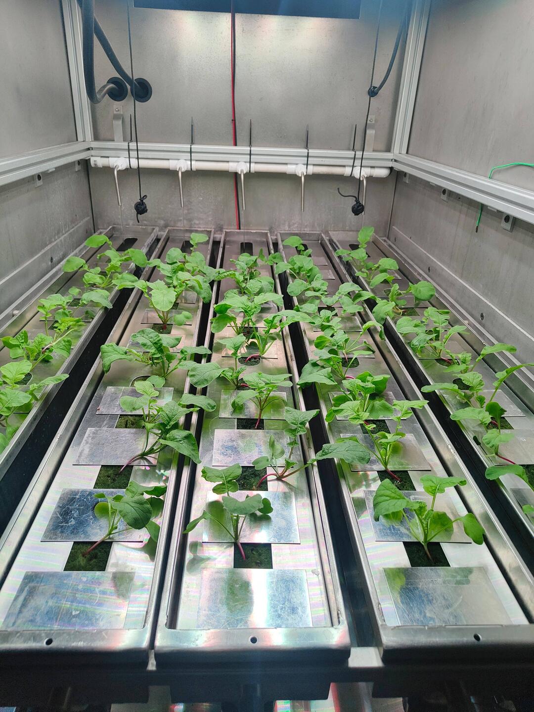 Die Radischen gedeihen