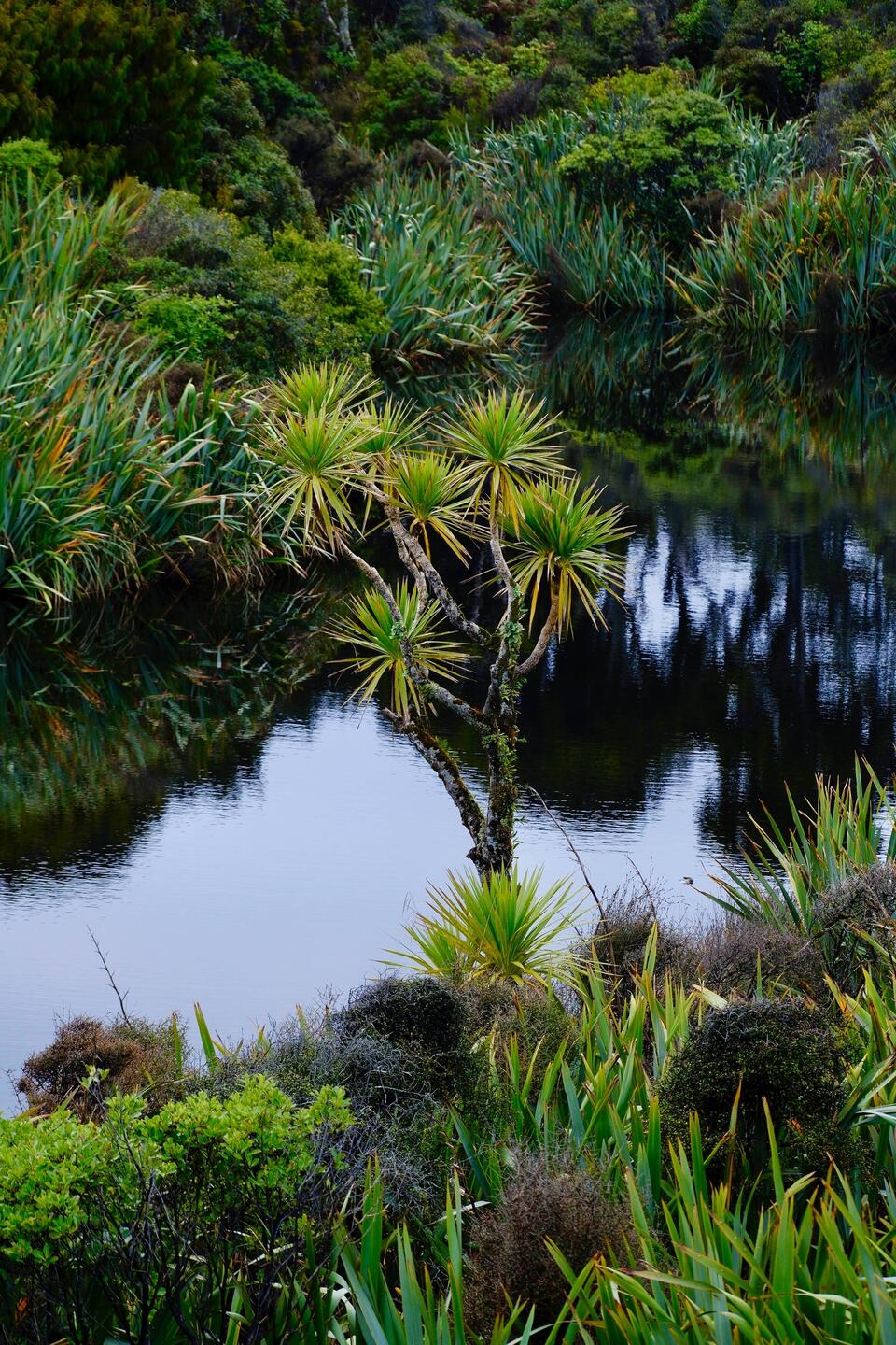 Sumpflandschaft am Ship Creek