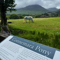 Such beautiful horses.