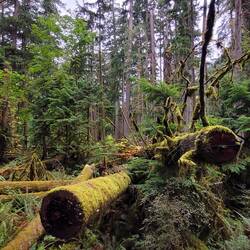 Cathedral Grove