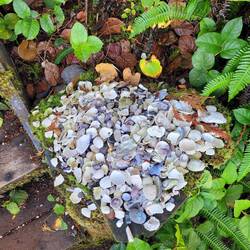 mit Phantasie ein Herz