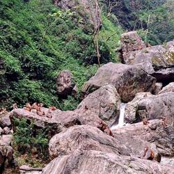 Monkey Mountain at the top of the path: too many monkeys to count.