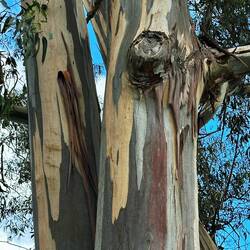 riesige Eukalyptus Bäume