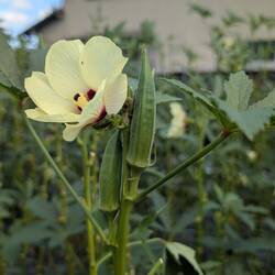 Okra