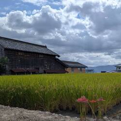 Rice