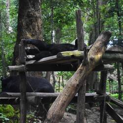 Sleeping bear pile