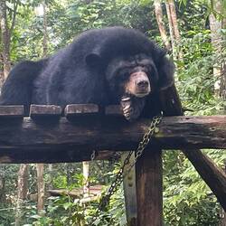 Semi-awake bear. I believe it is an Asiatic black bear