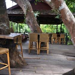Cafe amongst the trees