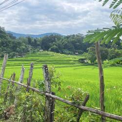 Back to terraced rice paddies