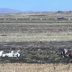 Manual potato harvesting