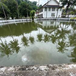 Royal pond