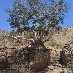 FICUS PETIOLARES