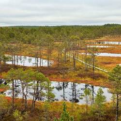 Aussicht auf das Viru Moor