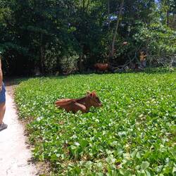 Hier gibt es auch paar Kühe.