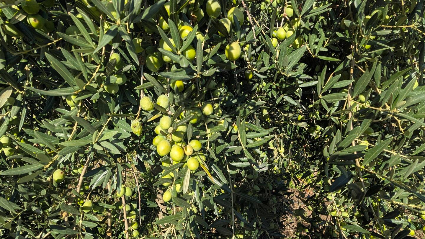 Oliven kurz vor der Ernte
