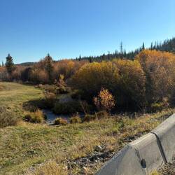 Ein kleiner Bach schlängelt sich durch das Unterholz.