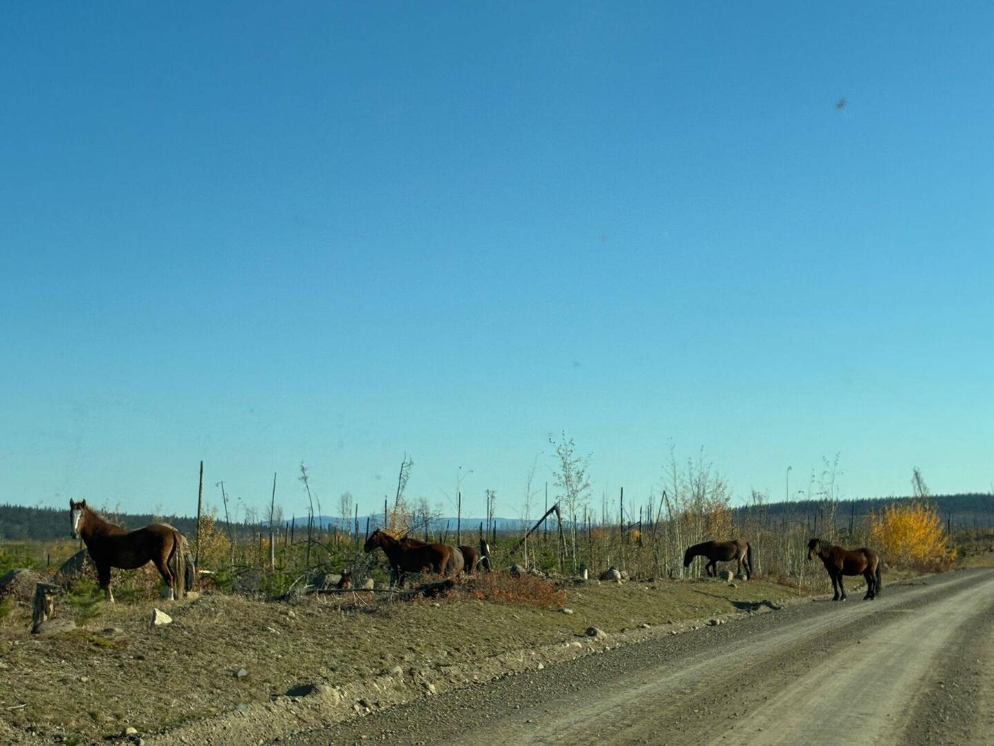Wildpferde überquerten die Straße.