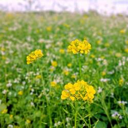 Kein Raps, sondern Senfblüten