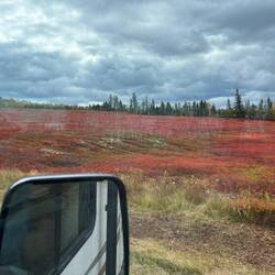 Blueberry fields?