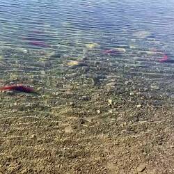 Lebende Lachse im klaren Wasser des Bridge Lake – leuchtend rot im Sonnenlicht.