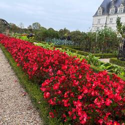 Begonias. Lots of begonias!