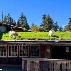 Ziegen auf'm Dach (des Old Country Market)