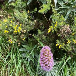 Es grüßt der Frühling