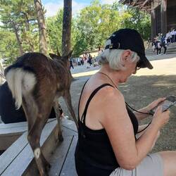 Besuch von hinten im Nara Park