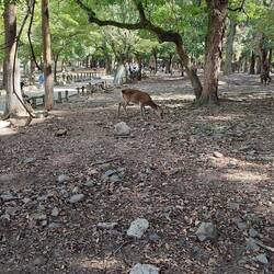 Nara Park