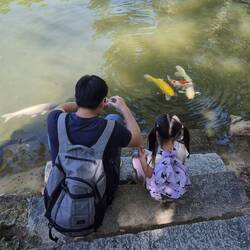 Hier werden keine Enten mit Papa gefüttert, sondern große Karpfen