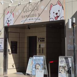 Streichelcafé mit süßen weißen Hunden (war aber ausgebucht)