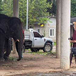 Thomas auf Tuchfühlung mit einem Elefanten